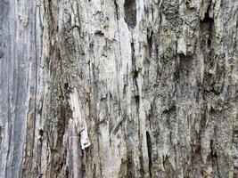 Esposto alle intemperie vecchio Di legno. struttura di anziano marcio Di legno. Vintage ▾ legna sfondo foto