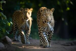 ai generato potente leopardi a piedi terra. creare ai foto