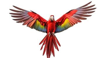 ai generato un' rosso pappagallo volante nel davanti di un' bianca sfondo, ai generato foto