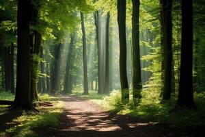 ai generato nel un' estate foresta, luce del sole balli attraverso foglie, la creazione di un' sereno paesaggio, ai generato. foto