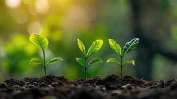 ai generato il concetto di albero crescita illustrato di bellissimo verde caffè fagiolo piantine contro un' naturale sfondo, ai generato. foto