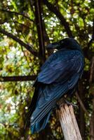 grande nero Corvo seduta su un' avvicinamento ramo foto