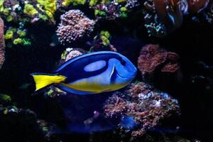 pesce reale blu chirurgo - paracanthurus hepatus foto