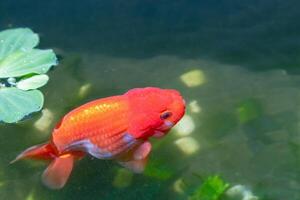 pesce rosso nel acquario pesce stagno vicino su foto