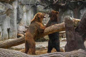 Due Marrone orsi giocando con ogni altro foto