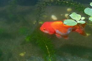 pesce rosso nel acquario pesce stagno vicino su foto