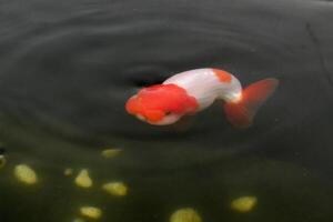 pesce rosso nel acquario pesce stagno vicino su foto