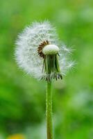 dente di leone su un' sfondo di verde gras foto