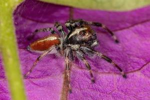 ragno saltatore maschio adulto foto