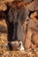 mucca in una fattoria foto