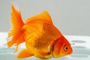 oranda pesce rosso nel acquario pesce serbatoio vicino su foto