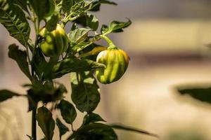 piante di peperone con frutti foto