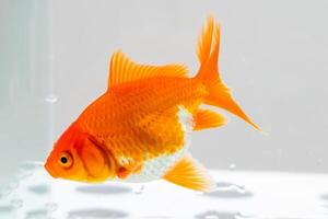 oranda pesce rosso nel acquario pesce serbatoio vicino su foto