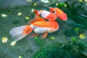 pesce rosso nel acquario pesce stagno vicino su foto