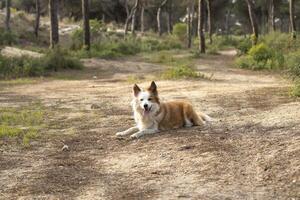 il maggior parte bellissimo cane nel il mondo. sorridente affascinante adorabile zibellino Marrone e bianca confine collie , all'aperto ritratto con pino foresta sfondo. considerato il maggior parte intelligente cane. foto