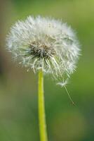 dente di leone su un' sfondo di verde gras foto