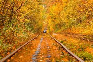 autunno foresta attraverso quale un vecchio tram cavalcate Ucraina foto