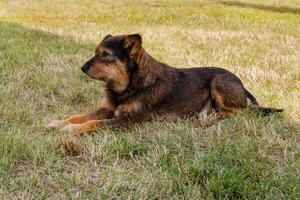 vecchio cane in posa e riposo su il erba avvicinamento foto