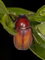 scarabeo adulto di giugno