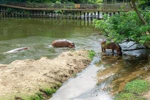 ippopotamo nella foresta foto