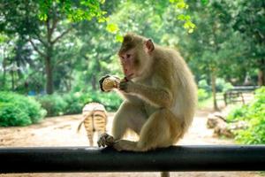 scimmia che mangia cibo nella foresta foto