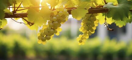 ai generato un' avvicinamento di giovane viti attaccamento per metallo cornici, vantarsi verde le foglie e d'oro uva grappoli, impostato contro un' illuminata dal sole bokeh foto