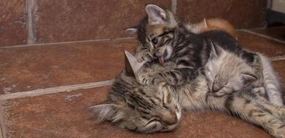 gattino leccata viso di addormentato madre gatto. concetto di unione madre e figlio. foto