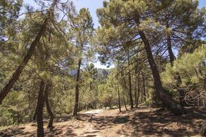 paesaggi e sentieri di il bellissimo natura di il sierra de cazorla, jaen, Spagna. natura vacanza concetto. foto