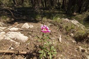 bella fucsia selvaggio fiore nel il bellissimo natura di il sierra de cazorla, jaen, Spagna. foto