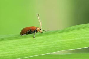 un arancia aulacophora scarafaggio foto