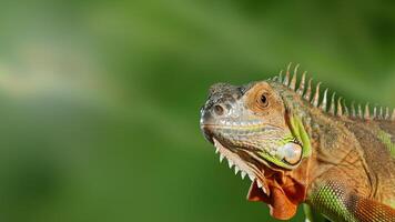 un' ritratto colorato iguana in posa contro un' verde sfondo foto