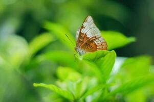 un' Marrone farfalla eutalia aconthea foto