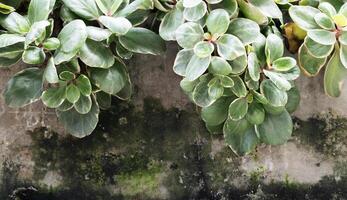 verde strisciante pianta su cemento parete foto