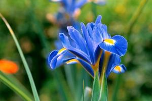 Iris reticolato.iris reticulata blu scuro fiore di primavera in un giardino foto