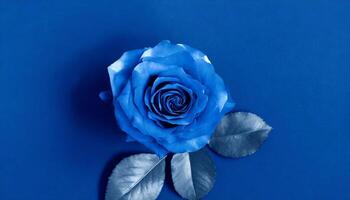 ai generato rosa fiore isolato su blu foto