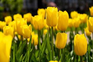 giallo tulipano nel il campo. un' grande germoglio di un' giallo fiore. primavera sfondo. tulipani nel il giardino. di stagione fioritura di primavera fiori. vicino su foto