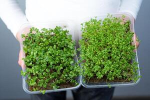 hold il microgreen nel mani. crescione insalata e cavolo, ravanello. germogliato germogli. urbano giardinaggio. biologico vegano cibo. utile vitamine. in crescita a casa. le foglie. crescere microgreen nel ciotola. foto