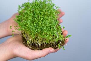 hold microgreen crescione su mano. germinazione semi su biancheria stuoie. germogli di lattuga e altro verdi. salutare vitamina cibo. crescere a casa. passatempo e urbano giardinaggio foto