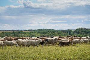 un' gregge di pecora sfiora su un' azienda agricola prato. estate giorno. agricoltura e animale allevamento. il pecora mangia erba su un' autogestito foto