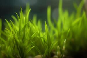 ai generato acquatico pianta vallisneria. creare ai foto