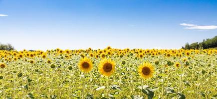 campo di girasoli in italia. pittoresca campagna toscana con cielo blu. foto