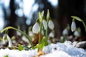 fiori bucaneve nel giardino, luce del sole. primo bellissimo bucaneve nel primavera. Comune bucaneve fioritura. galanthus nivalis fioritura nel primavera foresta. bucaneve vicino su foto