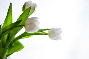 bianca tulipano su bianca sfondo. fiore per il luce. germoglio, stelo e le foglie. primavera fiore tulipani foto