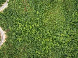 veduta aerea della bellissima foresta tropicale, ripresa dal drone foto