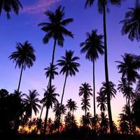 sagoma di alberi di cocco