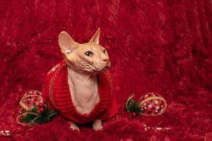 concetto di nuovo anno. gatto calvo della razza sphynx in vestiti a casa su una coperta. foto