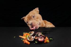 divertente cucciolo bulldog mangiare, lecca giapponese Sushi rotoli su nero sfondo. concetto di porta via consegna servizio. ritratto di Affamato cane seduta a tavolo con pasto di tradizionale giapponese cucina foto