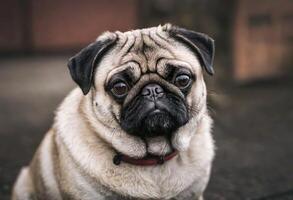 ai generato un' carino carlino cane foto