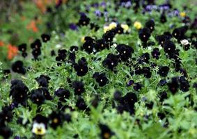 viole del pensiero nere. giardino di farmacia a mosca. foto