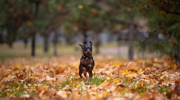 piccolo cane pinscher corre nel parco senza persone foto